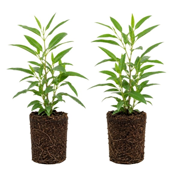 2 Lemon Eucalyptus Live Plants, Fragrant Eucalyptus Herb for Garden and Patio Containers, 2-5 Inches Tall Plugs
