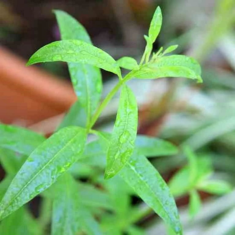 Aloysia triphylla  Lemon Verbena – Morningsun Herb Farm