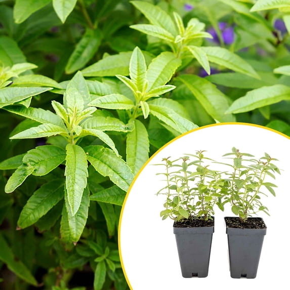 2 Lemon Verbena Plants in Cubes | Live Aromatic Evergreen Culinary Herb with Lemon-Scented Foliage | Fast-Growing Perennial Shrub for Teas, Pollinators, Containers & Gardens (Aloysia citrodora)
