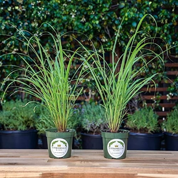 2 Lemongrass, Live Plant, 4" Nursery Pots, Cymbopogon Citratus, West Indian Lemongrass, Fully Rooted for Kitchen Garden