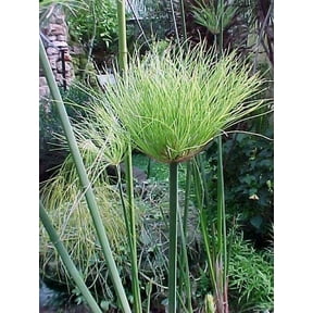 2 Little Egyptian Papyrus in 4 Inch Container