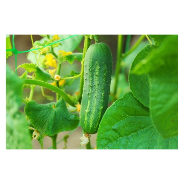 2 Live Cucumber Plants, Marketmore 76 Cucumber Live Plants to Grow, 6