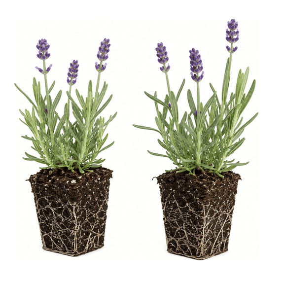 2 Live Lavender Plant Plugs | Fragrant Purple Perennial Starter Plants