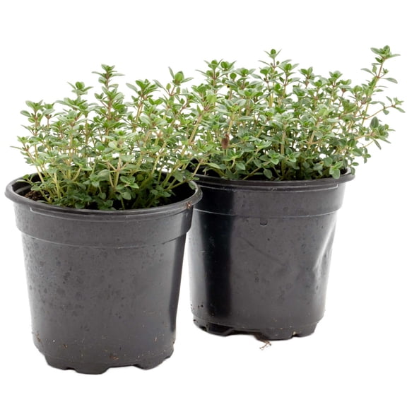2 Lemon Thyme Pots – Fragrant Evergreen Culinary Herb & Groundcover Shrub for Gardens,  Containers & Pathways – (Thymus × citriodorus) in 4” Pots, Live Plants