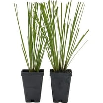 2 Live Lomandra Longifolia Plants – Hardy & Versatile Ornamental Grass in 2.5” Nursery Cubes – Drought-Tolerant & Ideal for Borders, Ground Cover, and Erosion Control