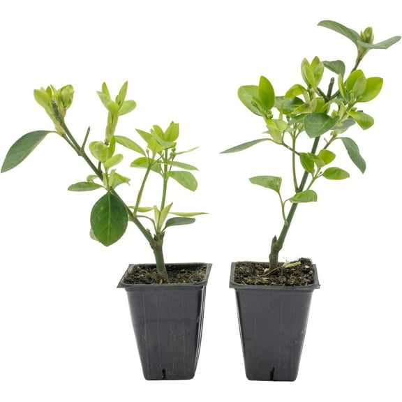 2 Live Manhattan Euonymus Plants (Euonymus Kiautschovicus ‘Manhattan’) – Evergreen Shrub for Hedges, Thriving in 2.5” Nursery Cubes