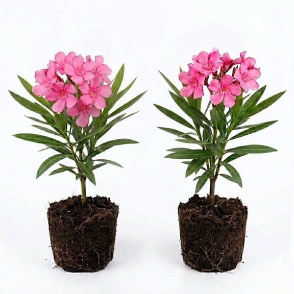 2 Live Oleander Plants, Pink Oleander Plants from 4 to 7 Inches Long
