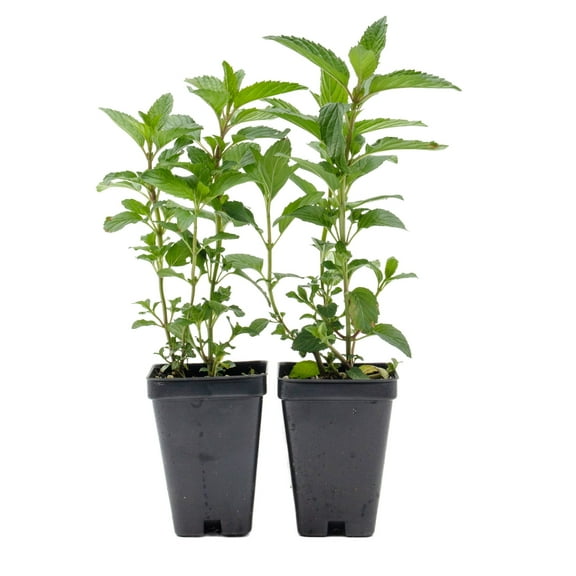 2 Live Peppermint Plants in 3.5" Nursery Cubes | Mentha piperita L. | Edible Perennial Herb for Fresh Flavor & Aroma | Ready-to-Plant Live Starters & Easy-to-Grow Indoors or Outdoor