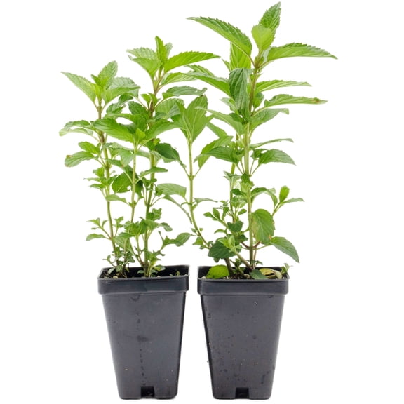 2 Peppermint Plants – Fragrant Edible Perennial Herb for Fresh Tea, Cooking & Easy Growing in Containers, Herb Gardens & Outdoors (Mentha piperita L.) in 3.5” Cubes, Live Plants