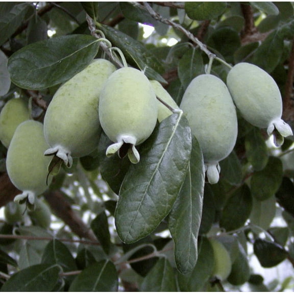 2 Live Pineapple Guava Trees Feijoa Sellowiana Plants Sweet Guavas Fruits Starter Plants 4-6"Tall
