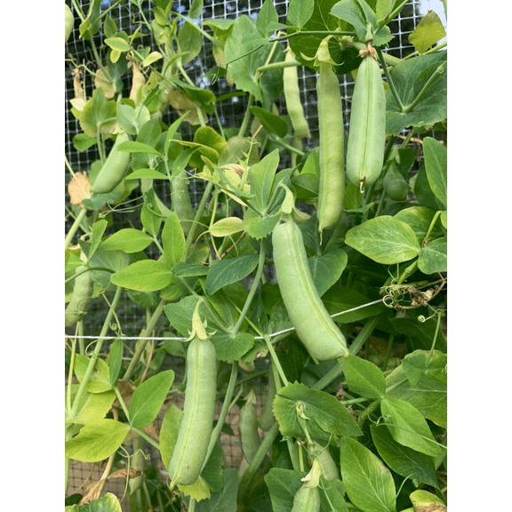 2 Live Snap Pea Plants 47 Inch Tall, Sweet Green Peas for Home Gardening