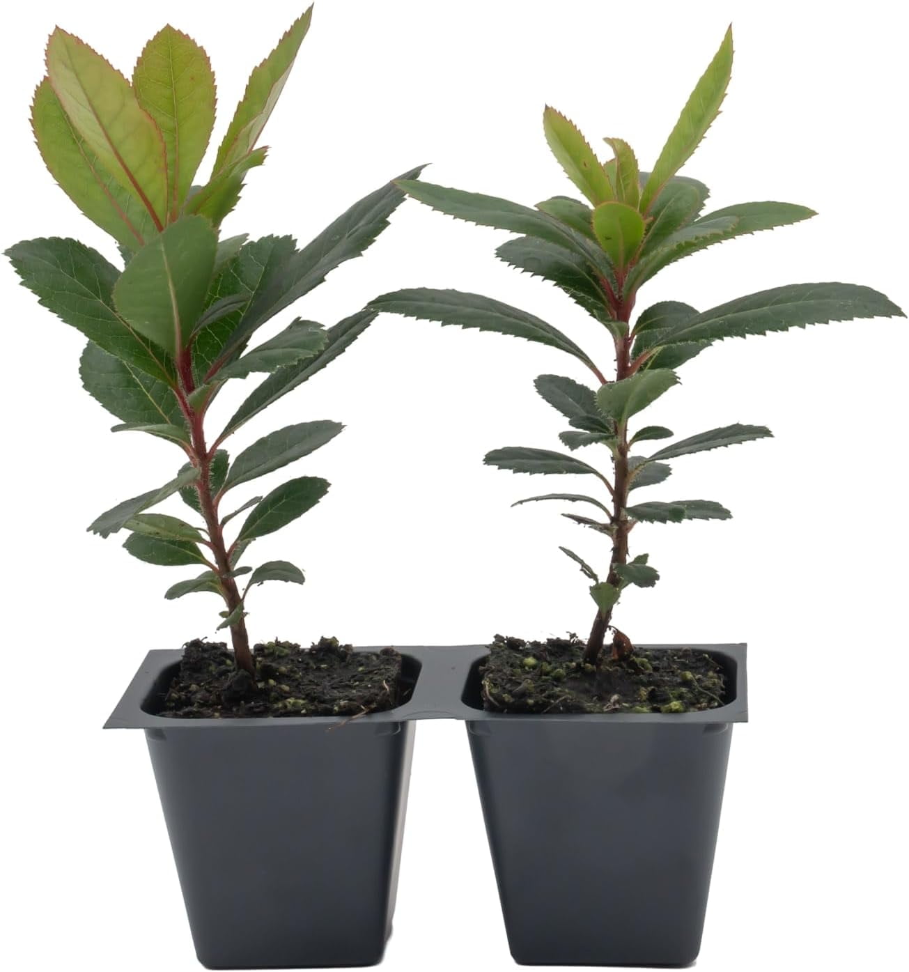 2 Arbutus Unedo - Live Strawberry Tree Plants  – Sweet Resilient Beauty, Thriving in 2.5" Nursery Cubes