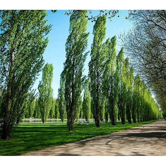 2 Lombardy Poplar Trees - Two Live Plant Tree Cuttings - Rare and Unique Privacy Tree - Very Fast Growing