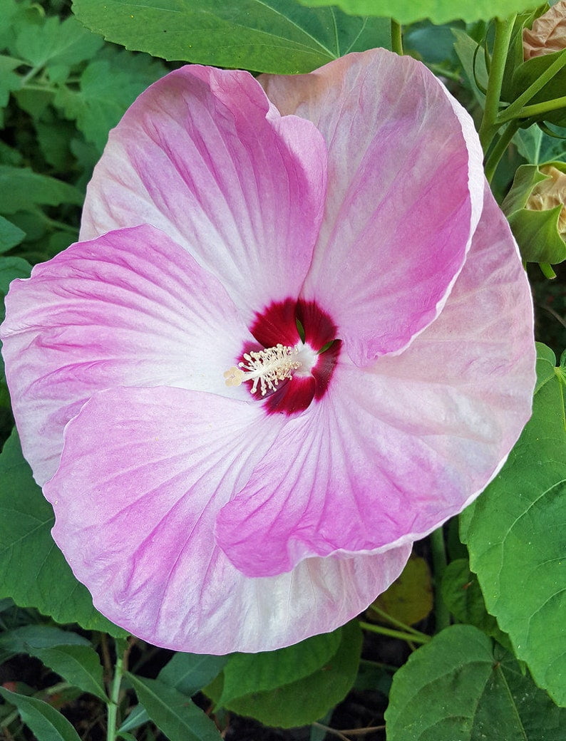 2 Luna Pink Swirl Hibiscus Plants in 3.5" Pots