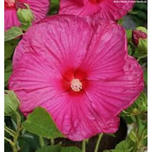 2 Luna Rose Hibiscus Plants in 3.5" Pots