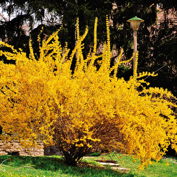 2 Lynwood Gold Forsythia Plant Live, in 4" Pot, Golden Bells Yellow Forsythia Shrub to Grow, 6-12" Tall