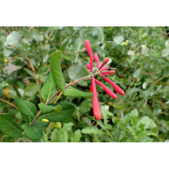 2 Major Wheeler Honeysuckle in 3.5 inch pots