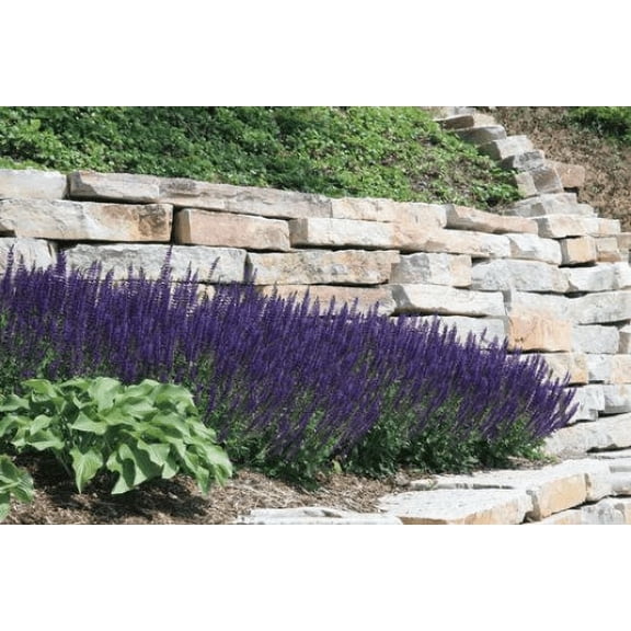 2 Meadow Sage Salvia Nemorosa May Night in Nursery standard 4 inch pot (diagonal measure)