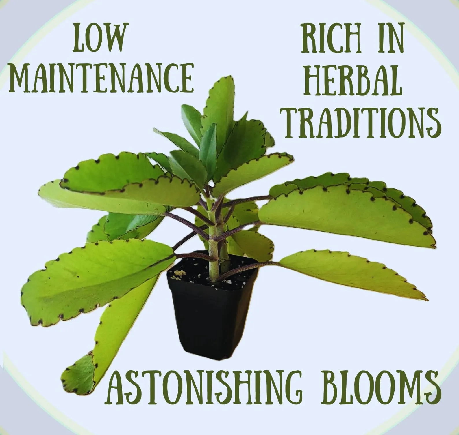 Leaf Of Life Plant