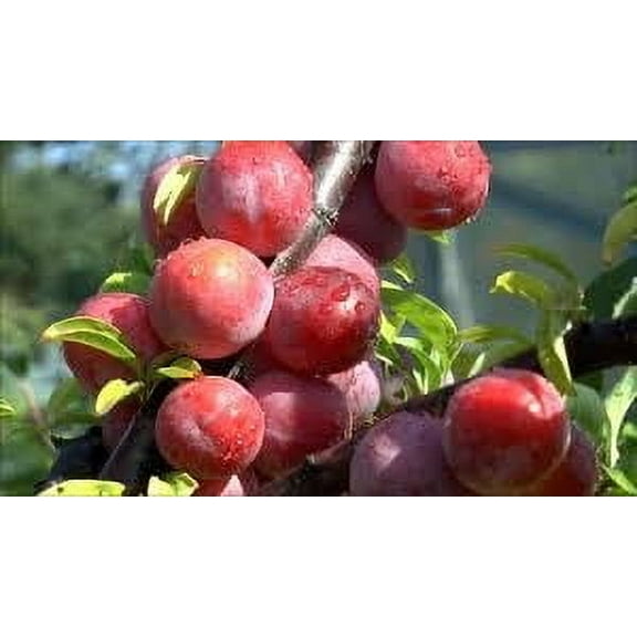 2 Methley Plum Trees Bareroot 2-3 feet tall