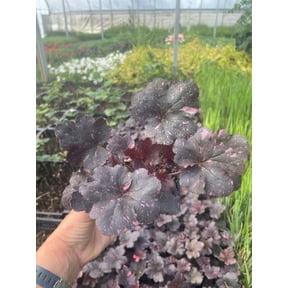 2 Midnight Rose Heuchera in 3.5 inch Size Pots/Coral Bells