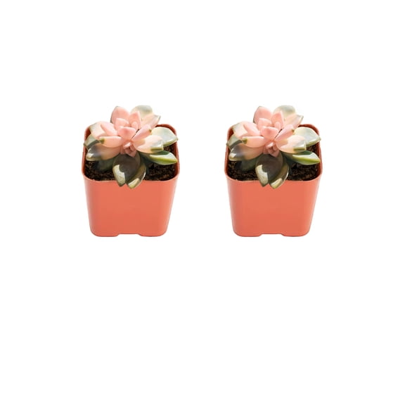 2"  Mini Live Succulent Plant Echeveria 'Snow Angel', Small Potted Rosette Succulent Plant Live , Compact Indoor Houseplant for Window Shelf  Desktop