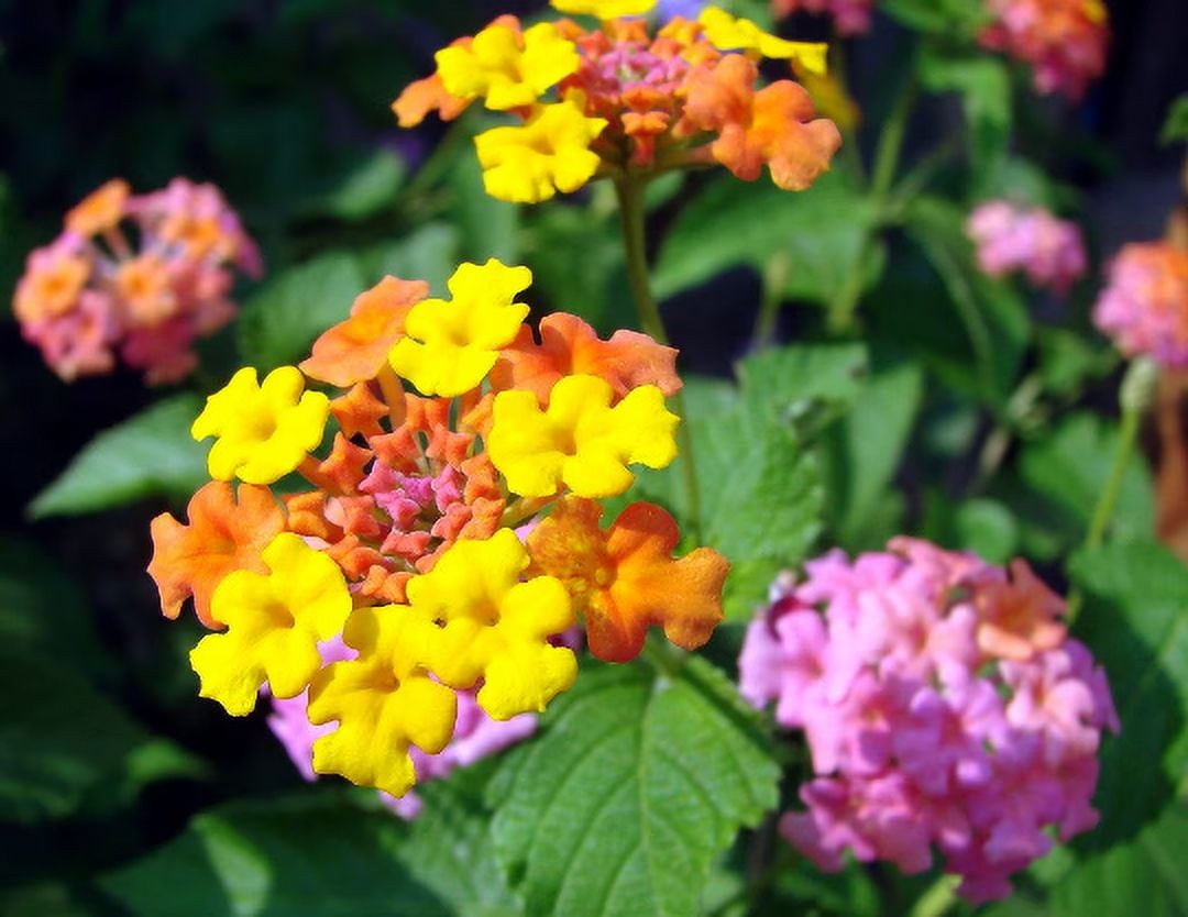 2 Miss Huff Lantana Camara Flowers Cold Hardy -Natural Mosquito Repellant-Attract Hummingbirds & Butterflies-3.5 inch Pots