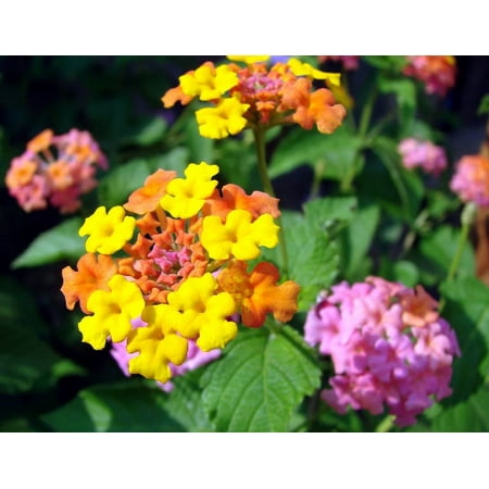 2 Miss Huff Lantana Camara Flowers Cold Hardy -Natural Mosquito Repellant-Attract Hummingbirds & Butterflies-3.5 inch Pots