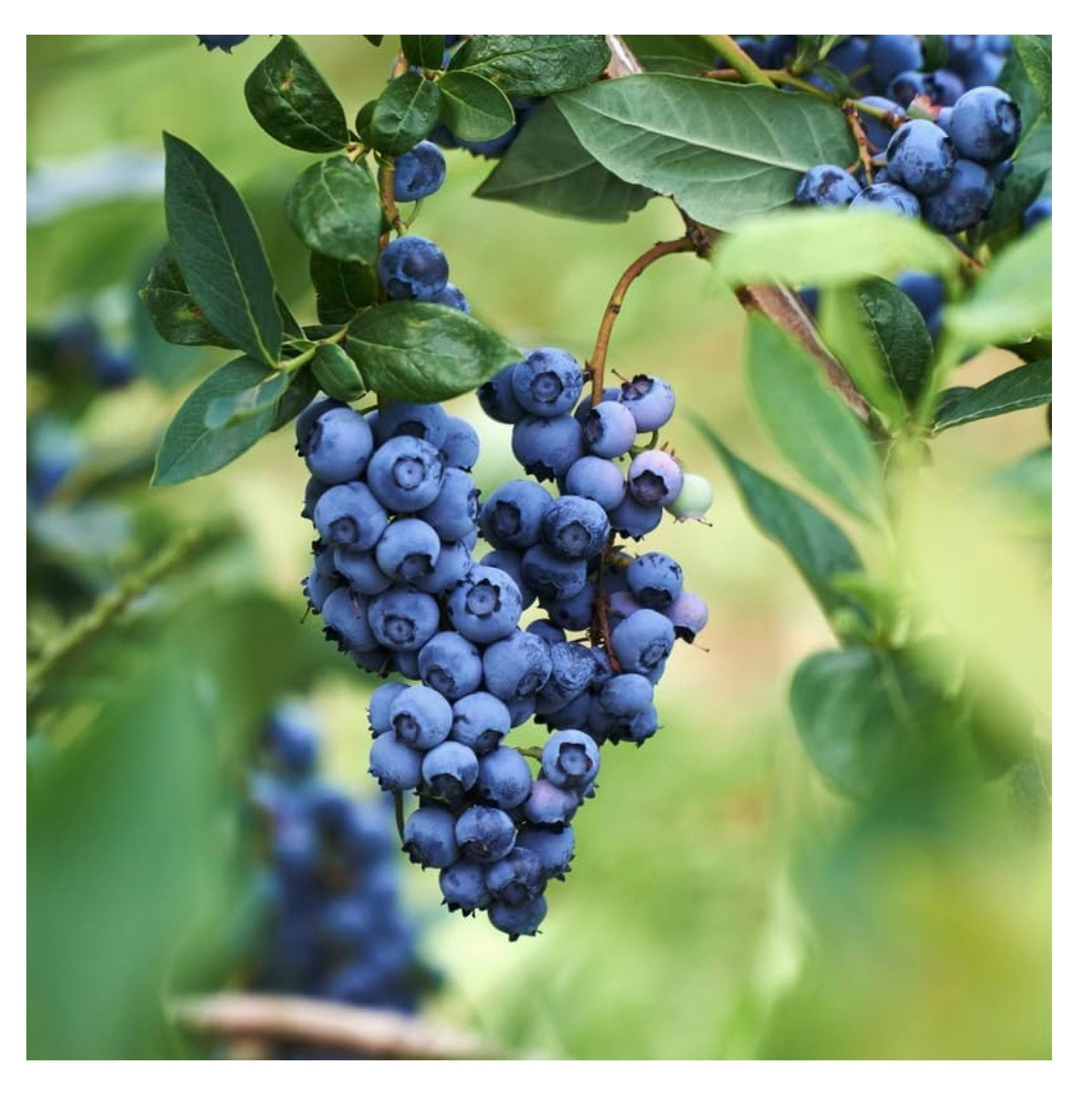 2 Misty Blueberry Plants Live, Blueberry Trees Live Plant, Blueberry