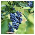 2 Misty Blueberry Plants Live, Blueberry Trees Live Plant, Blueberry