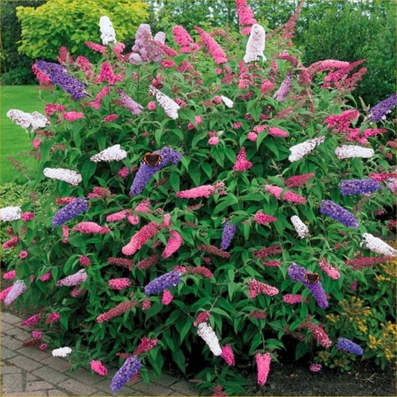 2 Mix Butterfly Bushes Live Plant, Fragrant Buddleia Bush Plant, 4 to 8 Inches, Outdoor Planting