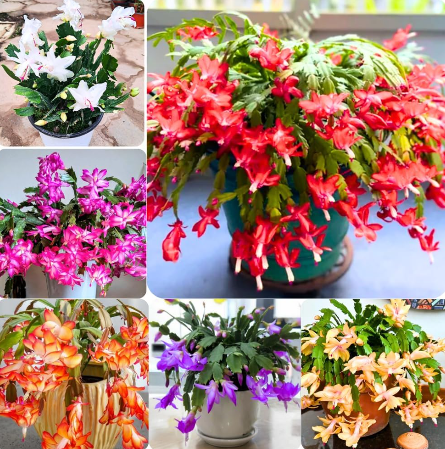 2 Mix Color Christmas Cactus Live Plant for Planting, Holiday Cactus Flowers 4 -6 Inch Tall in 3" Pot
