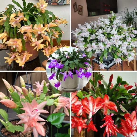 2 Mix Color Christmas Cactus Live Plant for Planting, Holiday Cactus Flowers 4 -6 Inch Tall in 3" Pot