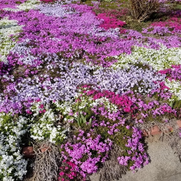 2 Mix Creeping Phlox Live Plant, 2-5 Inch Rooted Starter Plant, No Pot, Live Assorted Creeping Phlox Plants, Low Growing Ground Cover, Spring Blooming Perennial