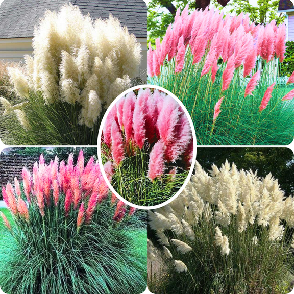 2 Mix Pampas Grass Plants Live, Tall Ornamental Perennial Grass for Landscaping, 5-9 Inch Height Well Rooted