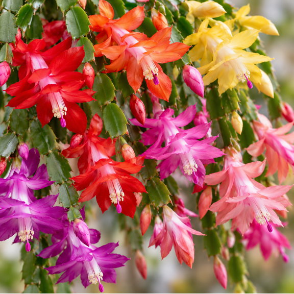 2 Mixcolor Thanksgiving Christmas Cactus Plants Live Holiday Cactus Plant Winter Bloom Flowers Plant 3"Pot