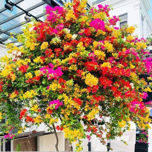 2 Mixed Bougainvillea Plants Live, 4-8 Tall Well-Rooted Bougainvillea Vine Flower Plants, Tropical Climbing Plants, No Pot