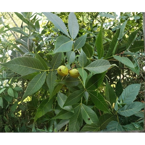 2 Mixed Hickory Nut Tree Carya spp Plant 10-16"Tall