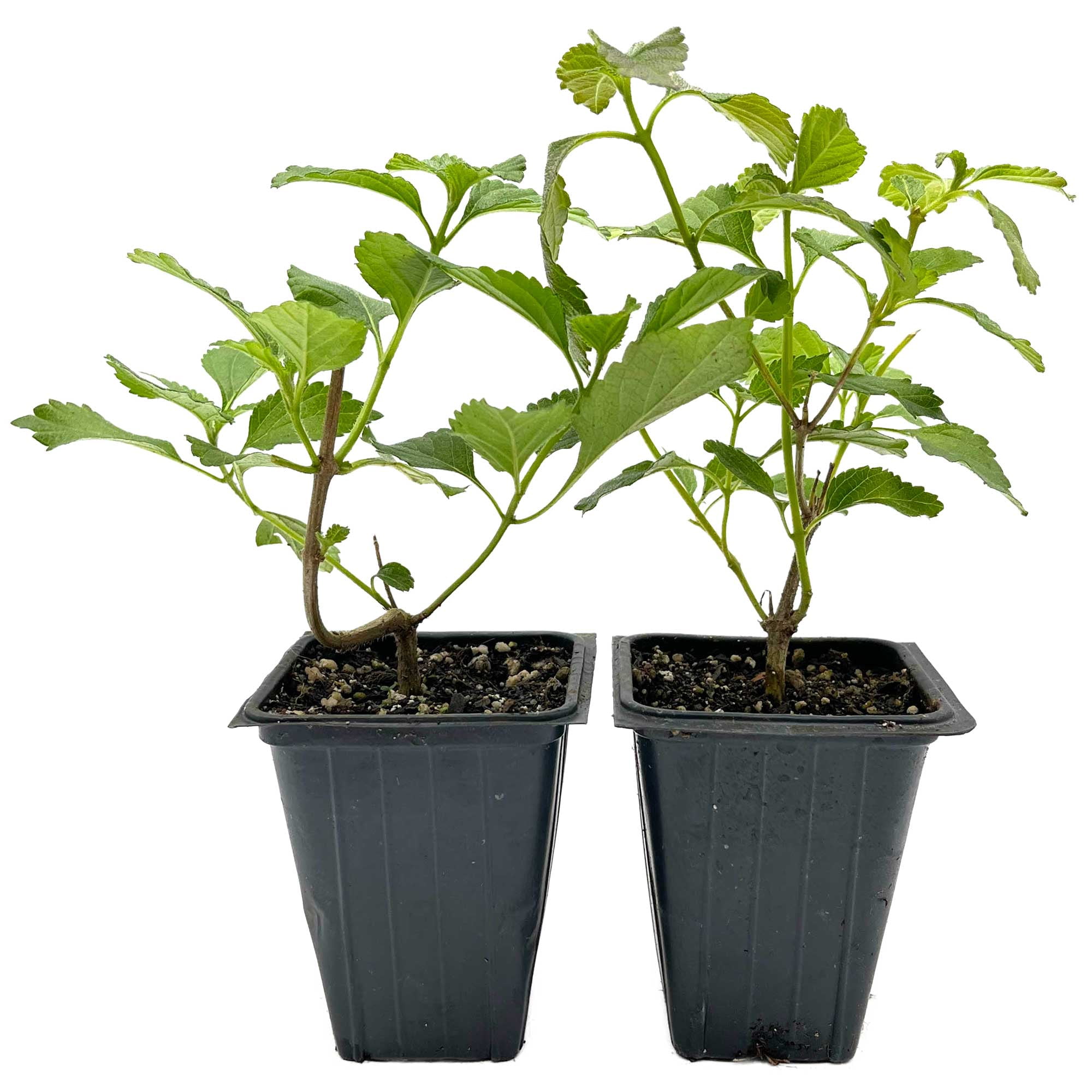 2 Moni Sprinkles Lantana – Flowering Perennial Shrub with Vibrant Pink, Orange & Yellow Blooms for Gardens, Borders & Containers (Lantana x ‘Moni’) in 3.5″ Cubes, Live Plants