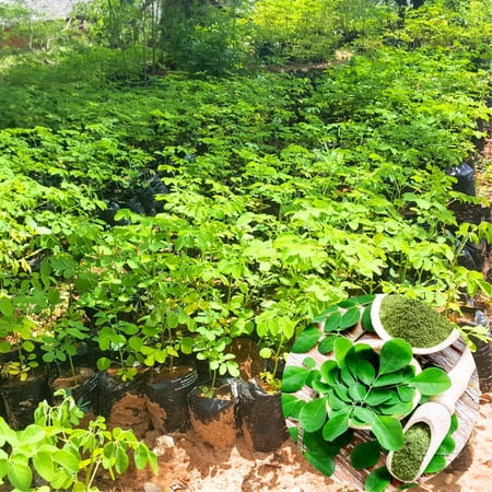 2 Moringa Drumstick Trees Plants Live, Malunggay Well-Rooted, 6 to 8 Inches Tall, Horseradish Tree, Moringa Oleifera