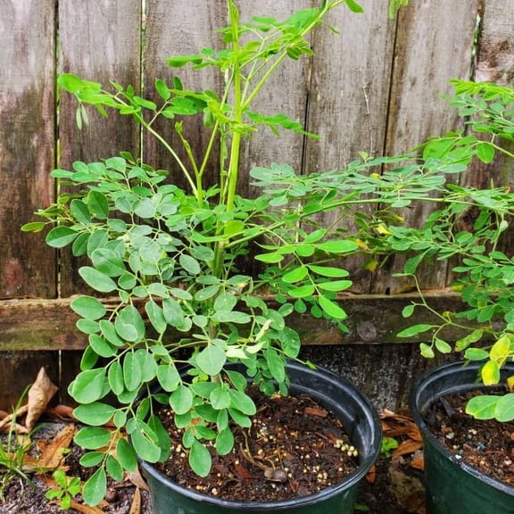 2 Moringa Live Trees Plants, Malunggay Oleifera Moringa Live Tree, 4 Months Old Well Rooted, 6 to 8 Inches in Tall