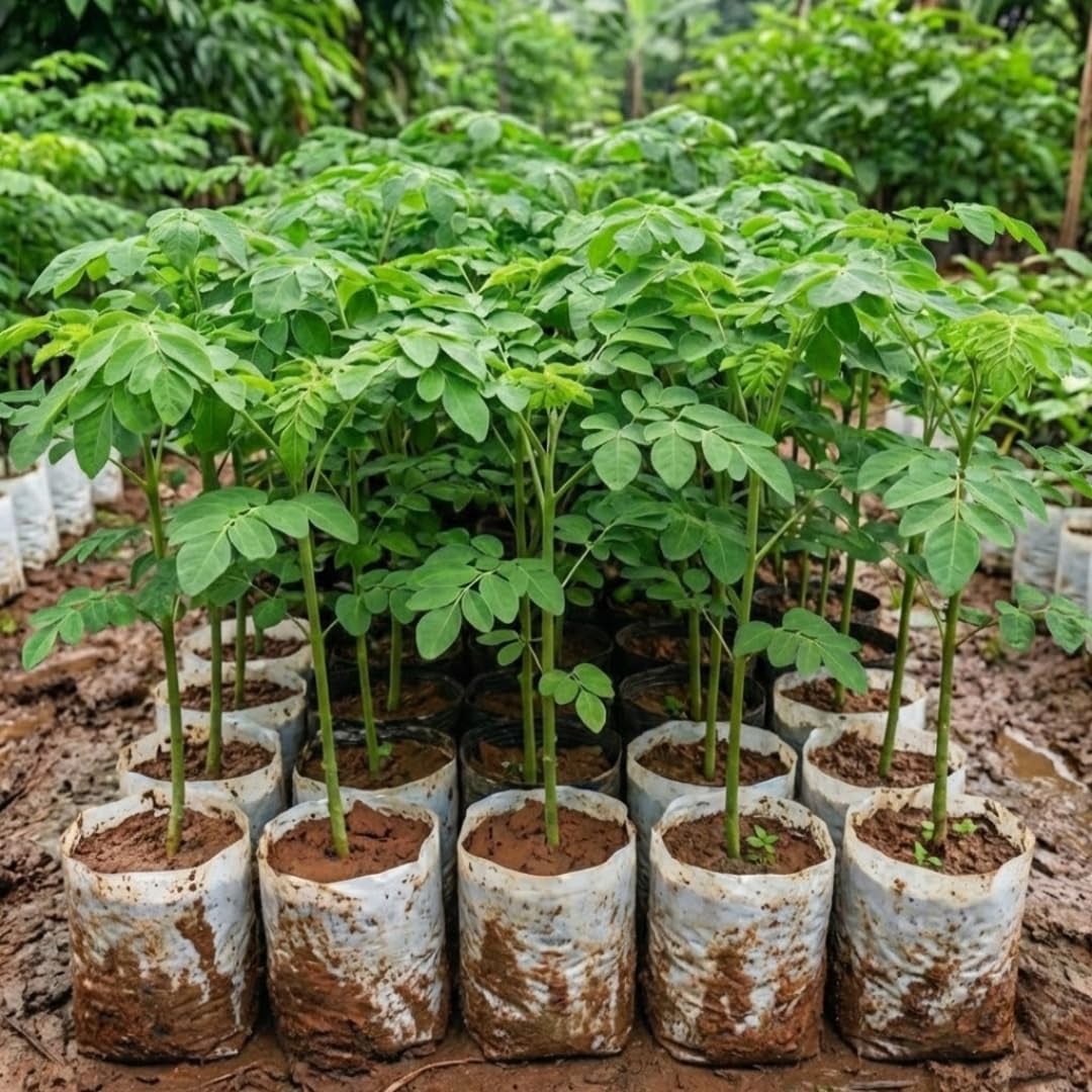 2 Moringa Plants Live Trees for Growing, Malunggay Plants, 5-9 ...