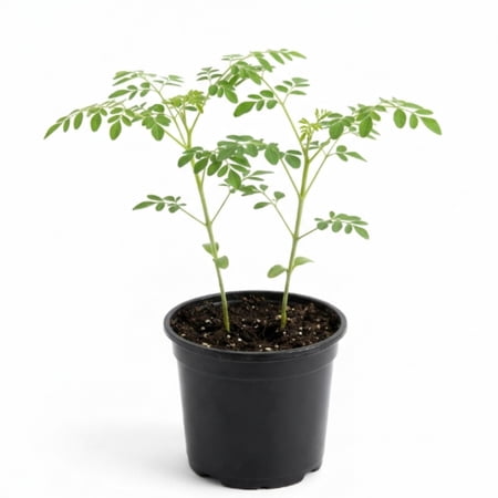 2 Moringa Plants Live for Planting, 6-10 Inch Tall Oleifera Moringa Live Tree Plant in Pot, Well Rooted