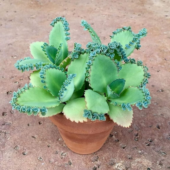 2 Mother of Thousands Plants - Kalanchoe daigremontiana - Mexican Hat Plant Succulent