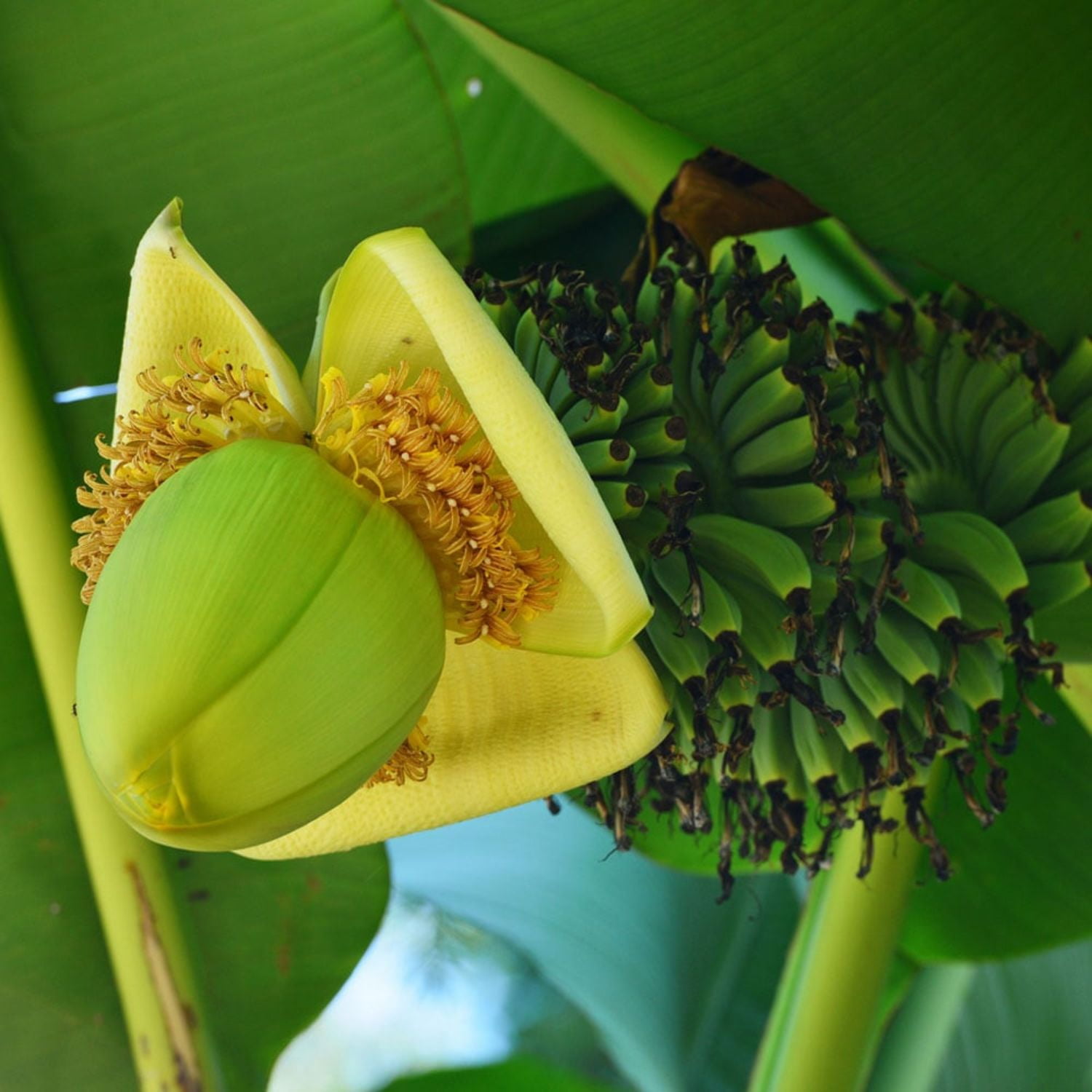 2 Musa Basjoo Banana Tree - Cold Hardy Banana Plant - Japanese Banana Live  Fruit Tree - 4-6 Inch Starter - Live Japanese Fibre Banana Plant -  Walmart.com