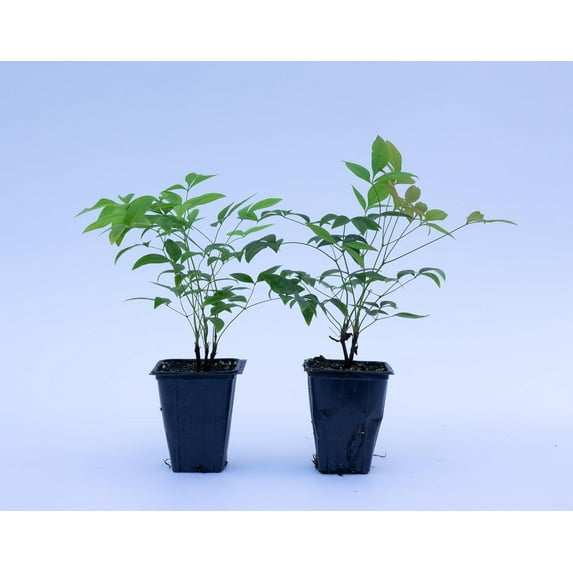 2 Heavenly Bamboo, Live Plants (Nandina Domestica), 2.5” Nursery Cubes, Striking Foliage