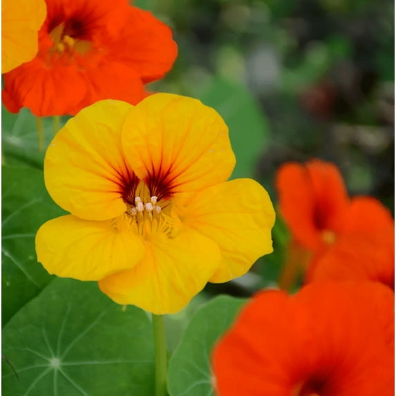 2 Nasturtiums Plants Live for Planting, Annual Nasturtium Flowering Vines, Vibrant Blooms 4-6 Inch Tall for Planting Outdoor in 4 Inch Pot