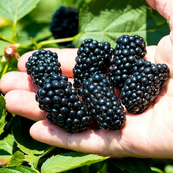 2 Navaho Thornless BlackBerry Plants Live for Planting 5 to 8 Inch Tall, Navaho BlackBerry Bush Live Plant, Thornless Blackberries Live Plants