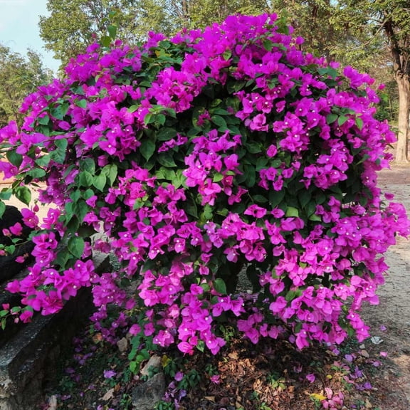 2 New River Bougainvillea Seedlings, Purple Pink Bougainvillea Plant, 6 to 8 Inch Tall, Bougainvillea Flowers Starter Plants for Outdoor Garden