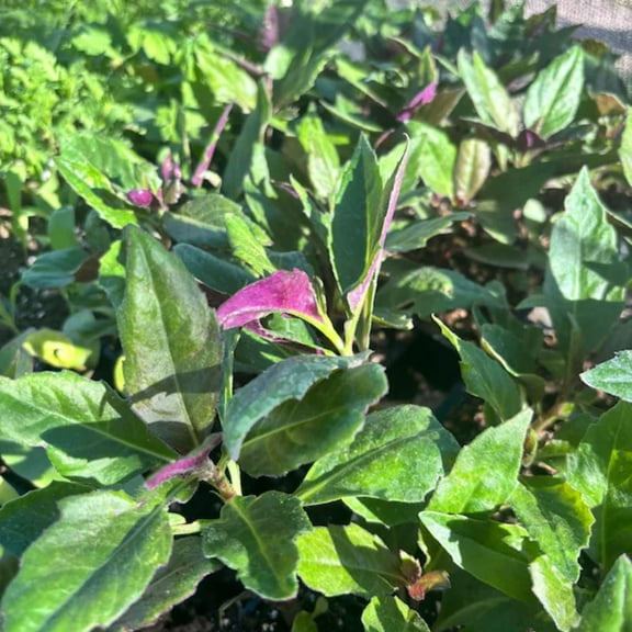 2 Live Okinawa Spinach, Bicolor Okinawan Tree Gynura Bicolor, 4 to 6 inch Tall Vegetable Starter Plant for Outdoor Garden